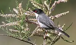 Sardinian warbler, Mallorca