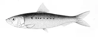 In the 1980s the South American pilchard, Sardinops sagax, was the most intensively fished species of sardine. Some major stocks declined precipitously in the 1990s (see chart below).