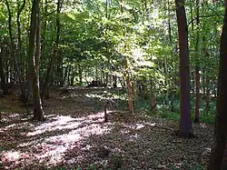 A photograph of a densely wooded deciduous forest