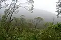 Scalesia forest inside the Cerro Pajas crater