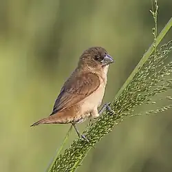 juvenile L. p. punctulata, Sri Lanka