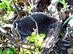 Black mole