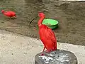 Scarlet Ibis at the entrance
