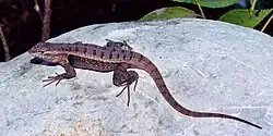 Rose-bellied Lizard (S. variabilis)