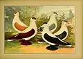 Nuremberg Swallow Schachtzabel 1906 Tafel 36