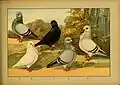 Schachtzabel 1906 Tafel 75