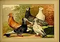 Schachtzabel 1906 Tafel 84