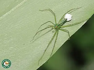 female Schaenicoscelis with egg sac