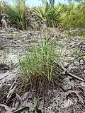 Yellow sand growth form (Leesburg, FL)
