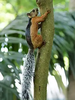 Brown and black squirrel