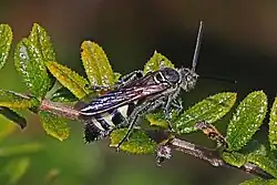 D. dorsata male in Florida.
