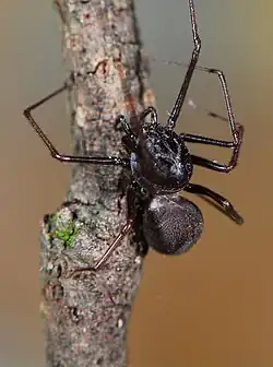 female Scytodes elizabethae
