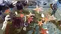 Sea stars and sea urchins