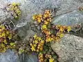 Annual stonecrop&nbsp;[fr].
