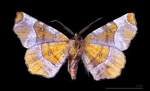 Selenia tetralunaria species from Ennominae