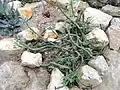 Growing in a rock garden