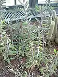 A clump