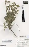 Holotype from the herbarium of the Auckland War Memorial Museum