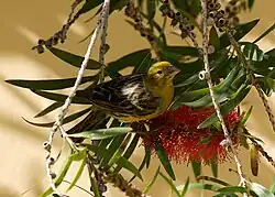 Atlantic canary, Serinus canaria
