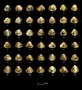 Decorative gold cones from San Antón[20]
