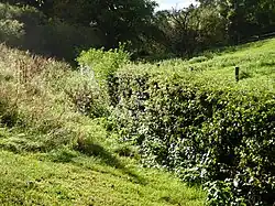 Shacklewell Hollow