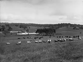 Sheep Station at Bungaree, ca. 1925