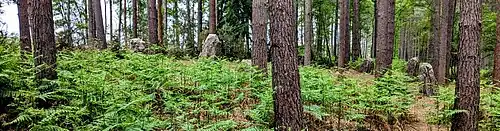 Picture of fake stones in a forest