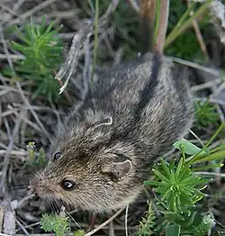 Gray mouse