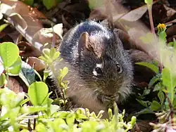 Gray rat