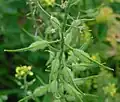 seed pods
