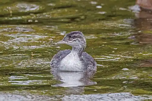 immature P. a. auritus