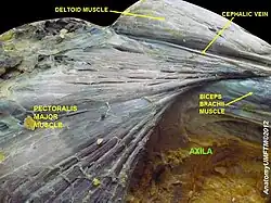 Axilla