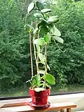 After 20 months of growth