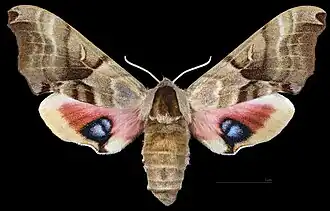 Smerinthus jamaicensis ♀ △