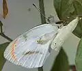 Recently hatched from pupa