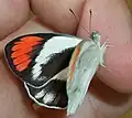 Opening wings