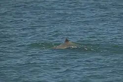 Australian snubfin dolphin