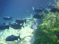In Río de la Plata