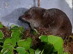 Brown shrew