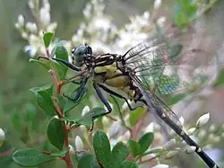 Male side view