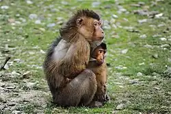 Southern pig-tailed macaque, nursing her baby