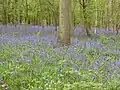 Southwick Wood