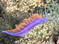 Spanish shawl nudibranch