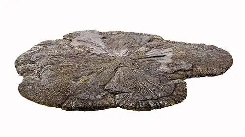 Image 11A pyrite disc, also called a "miner's dollar," from a coal mine in Sparta. Image credit: Cccefalon (photographer and digital retouching) (from Portal:Illinois/Selected picture)