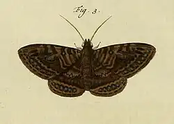 Speiredonia itynx