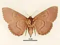 Female, ventral view