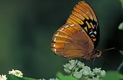 Diana fritillary