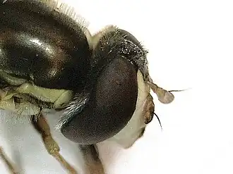 profile face