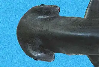 Head, upper side