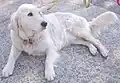 Golden Retriever genotype ii